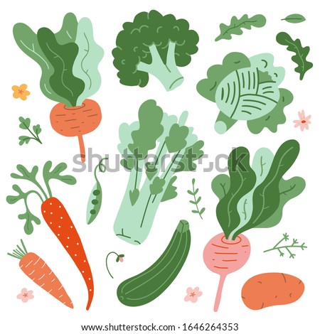 Illustrations of vegetables, green fresh organic ripe veggies, cute hand drawn style, isolated vector drawings, beet root, celery, cabbage and carrot, raw products of vegetable garden,