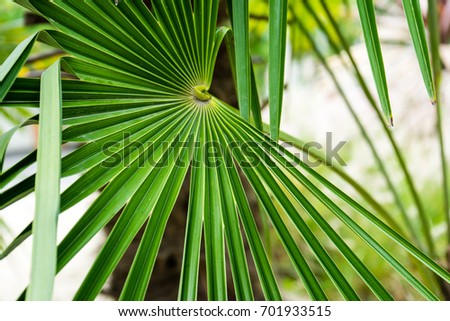 Similar – Image, Stock Photo Marseille / palm tree behind houses