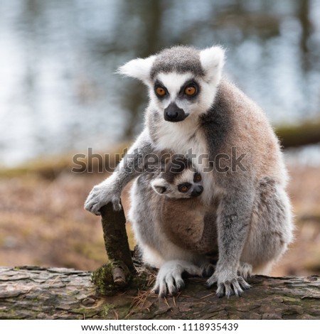 Similar – Image, Stock Photo Katta with baby on the back