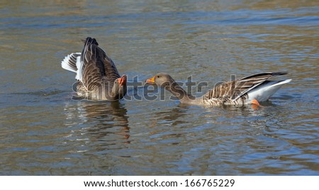 Courtship of wild geese during the breeding season