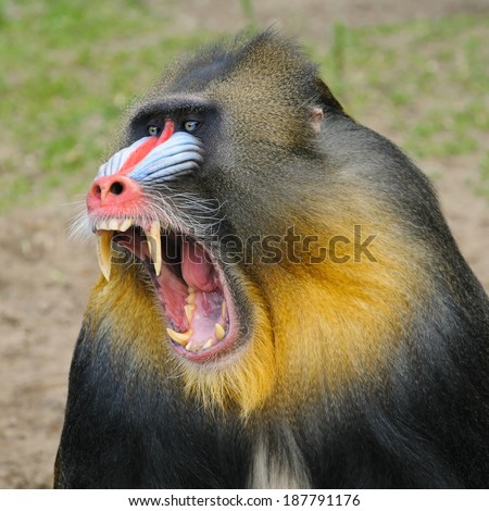 Portrait of the yawning adult male mandrill, The Netherlands