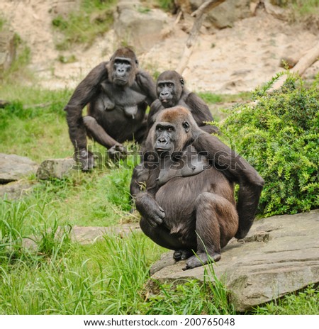 Group of western lowland gorillas