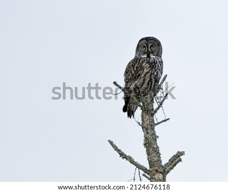 A Great Gray Owl Perches on a Tree In the Sax Zim Bog of Minnesota Zdjęcia stock © 
