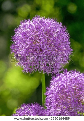 Similar – Image, Stock Photo ornamental onion allium