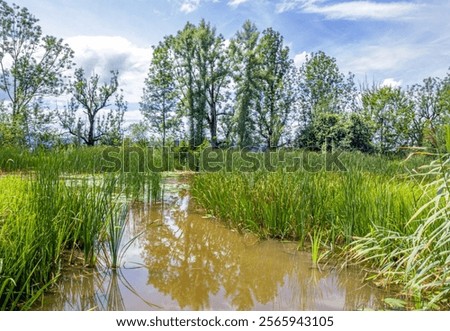 Foto Bild Biotop und Naturschutzgebiet im Sommer bei Sonnenschein am Poyrazlar Gölü bei Adapazari in der Provinz Sakarya in der Türkei