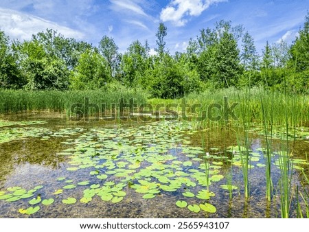 Similar – Foto Bild Biotop und Naturschutzgebiet im Sommer bei Sonnenschein am Poyrazlar Gölü bei Adapazari in der Provinz Sakarya in der Türkei