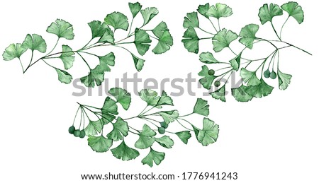 Ginkgo biloba known as the ginko or gingko leaves and seeds on branches isolated watercolor illustration. Ginkgo plant herbal alternative medical care anti-oxidant leaves. Green medical herbs branches 商業照片 © 
