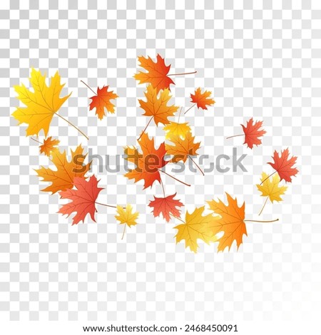 Maple leaves vector, autumn foliage on transparent background. Canadian symbol maple red yellow gold dry autumn leaves. Bright tree foliage october background pattern.