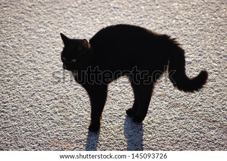 Young black cat with a shadow on the ice. action 3.