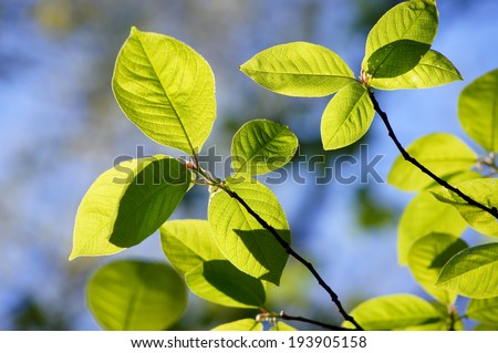 Spring foliage. Light, color, tenderness... Bird cherry (prunus padus) fresh leaves brightly lit by the spring sun.