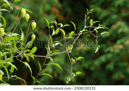 Similar – Image, Stock Photo a branch of Clematis montana hangs in front of a wooden wall