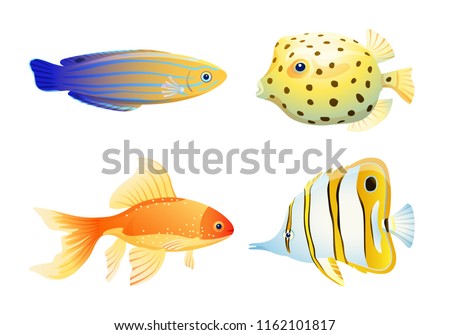 Blue striped tamarin wrasse, gold and butterfly, box fish. Rare marine creature specie color vector illustration isolated on white maritime poster.