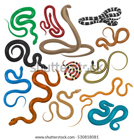 Snake set isolated on white. Snakes elongated, legless, carnivorous reptiles. Lizards, squamates. Vector flat snakes illustration in flat style. Wild danger character. Toxic reptile. Wildlife concept