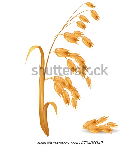 Oat ear plant with leaves and crops near pile of its grains closeup vector colorful illustration in flat design. Crude cereals for cooking