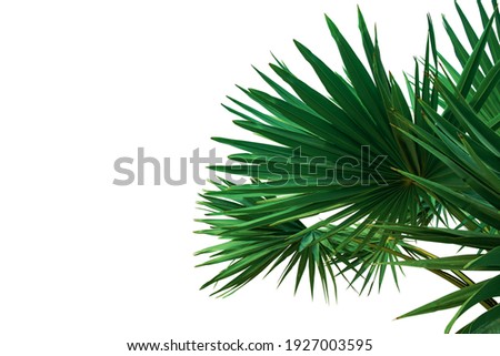 Tropical green leaves or sugar palm leaves for decoration, isolated on white background with clipping path.