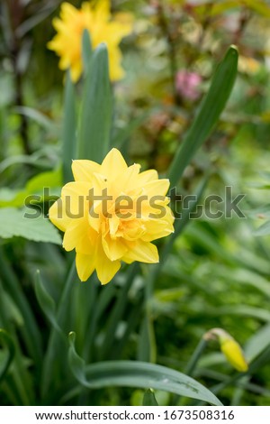 Narcissus, golden ducat in garden.Narcissus golden ducat, double daffodil a popular hybrid specie in horticulture, Decorative garden plants, Nature background. Photo stock © 
