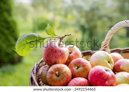 Similar – Image, Stock Photo apple harvest Apple tree