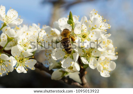 Similar – Image, Stock Photo Flowers of plum tree, also known as Prunus cerasifera Pissardii, in early spring