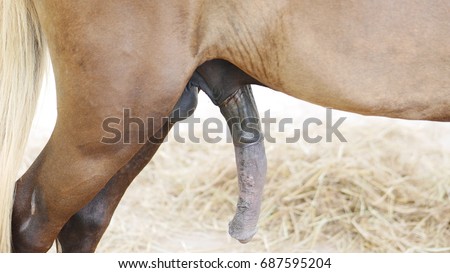 sex shat for stor penis sex shat for stor penis
