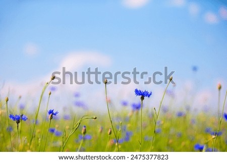 Similar – Image, Stock Photo poppies, cornflowers, blue sky, what more could you want?