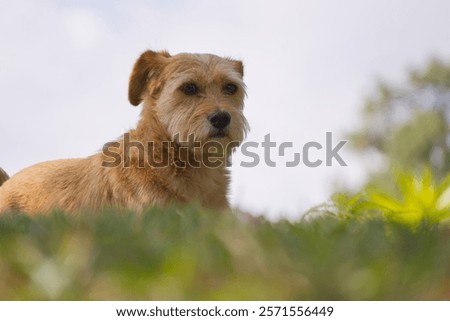 Similar – Image, Stock Photo behind brown eyes Eyes