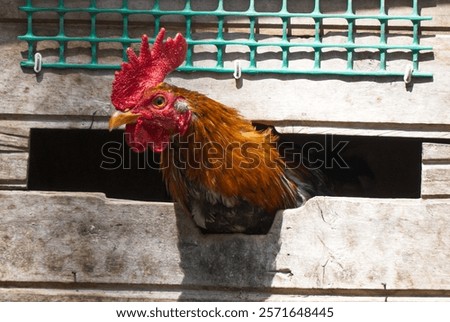 Similar – Image, Stock Photo Cock locked in a cage cock