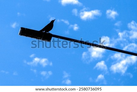 Similar – Foto Bild Aufgeplusterte Amsel im Sonnenschein