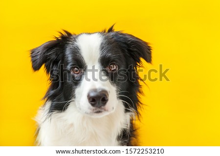 Funny studio portrait of cute smilling puppy dog border collie isolated on yellow background. New lovely member of family little dog gazing and waiting for reward. Pet care and animals concept.