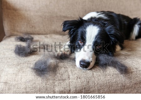 Funny portrait of cute puppy dog border collie with fur in moulting lying down on couch. Furry little dog and wool in annual spring or autumn molt at home indoor. Pet hygiene allergy grooming concept