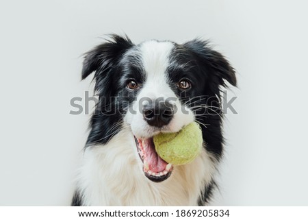 Similar – Image, Stock Photo portrait of cute puppy cocker spaniel dog outdoors