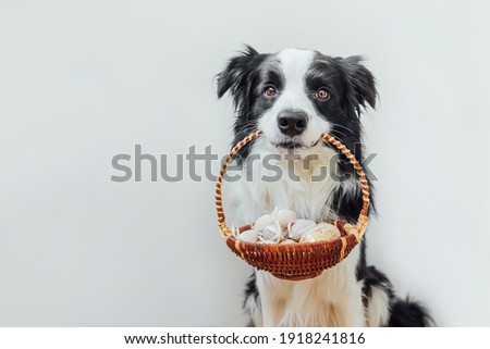Happy Easter concept. Preparation for holiday. Cute puppy dog border collie holding basket with Easter colorful eggs in mouth isolated on white background. Spring greeting card