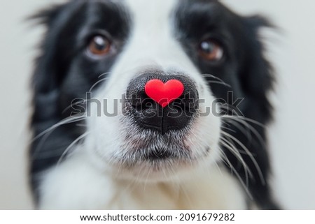 Photo of St. Valentine's Day concept. Funny portrait cute puppy dog border collie holding red heart on nose isolated on white background, clise up. Lovely dog in love on valentines day gives gift