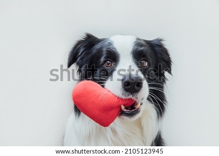 Photo of St. Valentine's Day concept. Funny portrait cute puppy dog border collie holding red heart in mouth isolated on white background, close up. Lovely dog in love on valentines day gives gift
