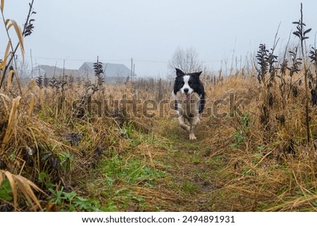 Similar – Image, Stock Photo Border collie puppy with blue eyes