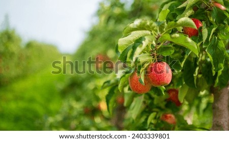 Similar – Image, Stock Photo Apple plantation with a net for protection