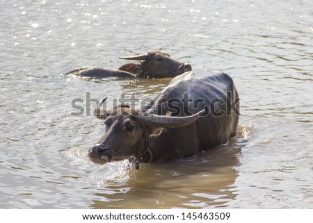 water buffalo or domestic Asian water buffalo (Bubalus bubalis)