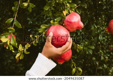 Similar – Foto Bild Hände, die einen Granatapfel halten.