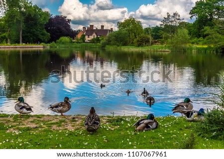 Similar – Image, Stock Photo Watch sheep approaching