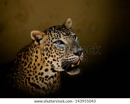 leopard grin