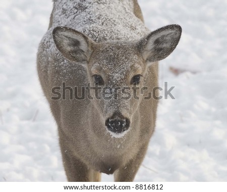 Female whitetail deer