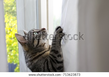 Similar – Image, Stock Photo Tear in the curtain Branch