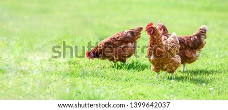 Similar – Image, Stock Photo Happy chicken Nature