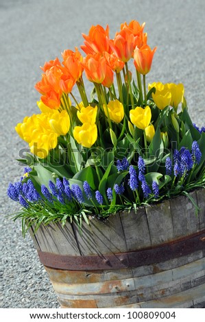 Colorful tulips in barrel planter