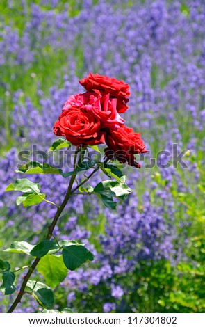Beautiful red roses against purple floral background