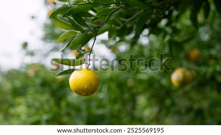 Similar – Image, Stock Photo A single orange hanging from a tree with a clear sky as background