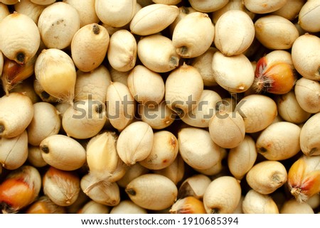 Background and texture of sugar sorghum, top view. Sorghum seed texture, top view. Sorghum seed macro. High-quality seeds of sugar sorghum in the form of texture, top view. Foto stock © 