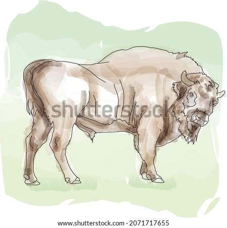 zubr (aurochs, bison) in Bialowieza National Park. Poland. Watercolor sketch, vector illustration