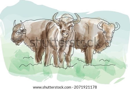 group of zubr (aurochs, bison) in Bialowieza National Park. Poland. Watercolor sketch, vector illustration