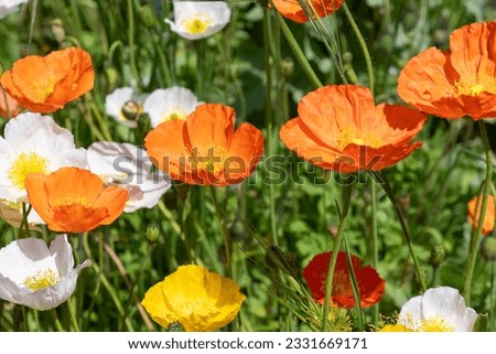 Similar – Image, Stock Photo Papaver nudicaule, Iceland poppy, opening bud and flowers