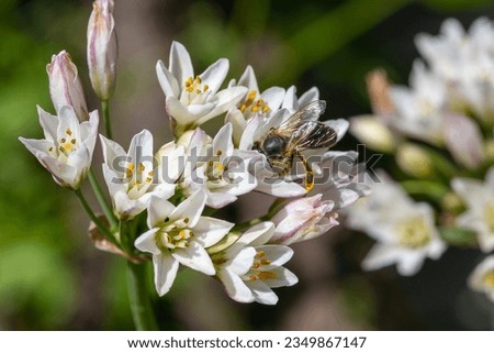 Similar – Image, Stock Photo Faded ornamental garlic ( Allium ) in the blue sea of flowers of catnip ( Nepeta )